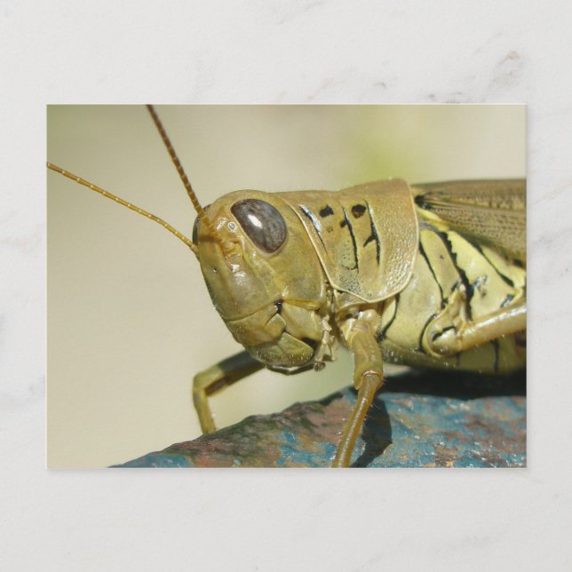 Grasshopper Postcard. Postcard (Front)