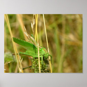 Grasshopper poster