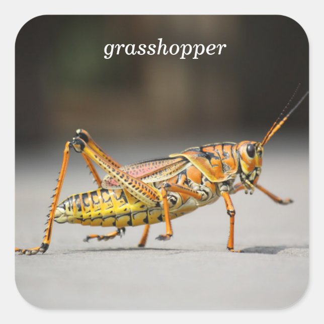 grasshopper square sticker (Front)