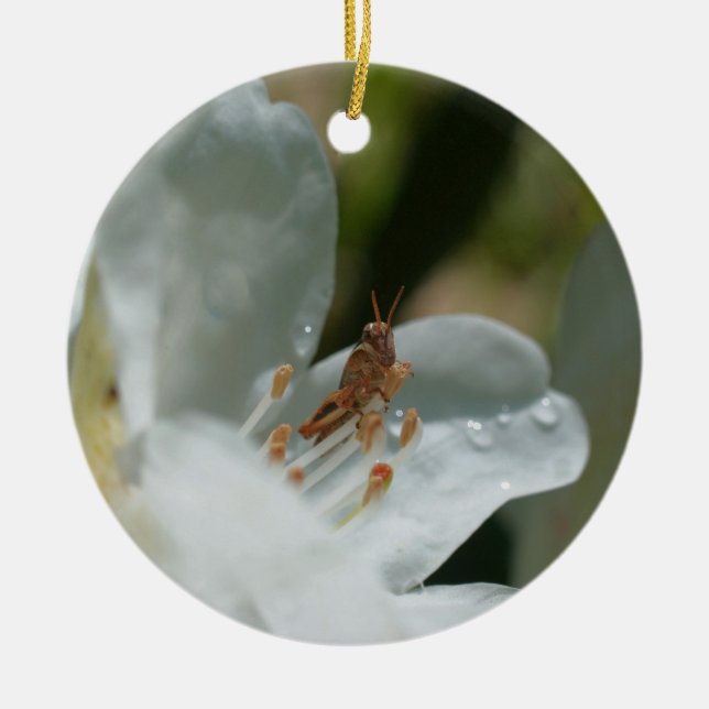Grasshopper Sur Ornement Fleur Azalée Blanche (Devant)