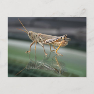 Grasshopperly Reflections Postcard