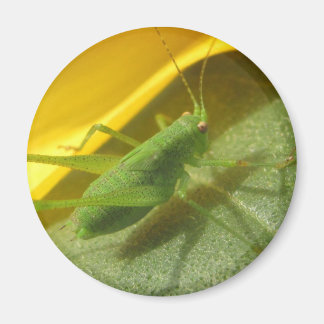 grasshoppers magnet