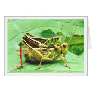 Grasshoppers on Zucchini