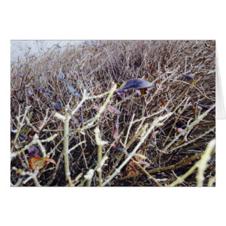 Grassy Flowers, My View