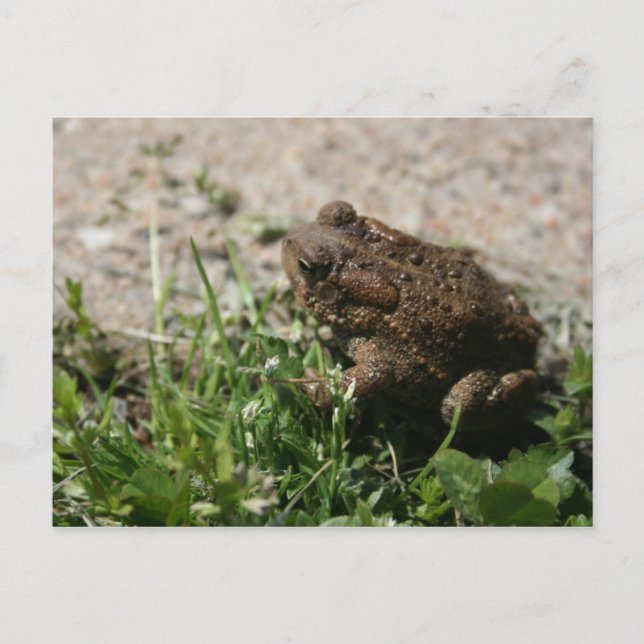 Grassy Frog Postcard (Front)