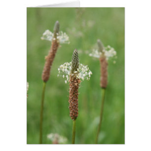 Grassy Gems
