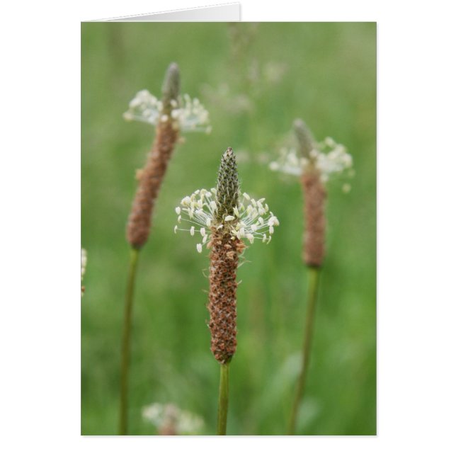 Grassy Gems (Devant)