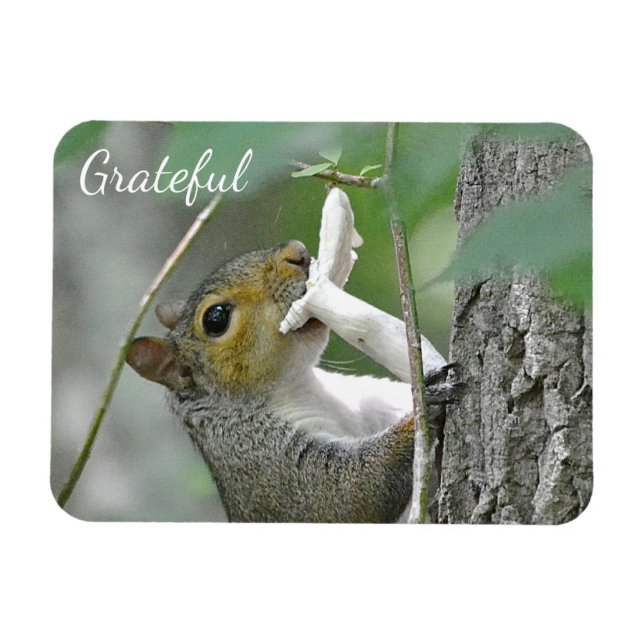 Grateful Squirrel Magnet (Horizontal)