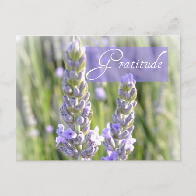 Gratitude Lavender Floral Post Card (Front)