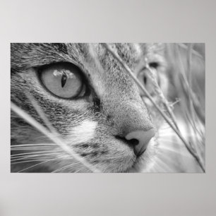 graue und weiße Katze auf einem Grün Poster