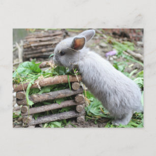 graues Häschen das frisst Postcard