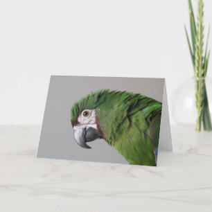 Grave carte de voeux Macaw