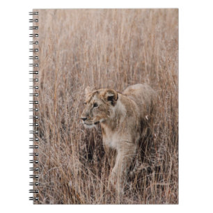 GRAY AND BROWN LION SURROUNDED BY BROWN GRASS NOTEBOOK