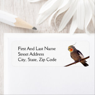 Gray and Yellow Cockatiel Pet Bird Color Photo