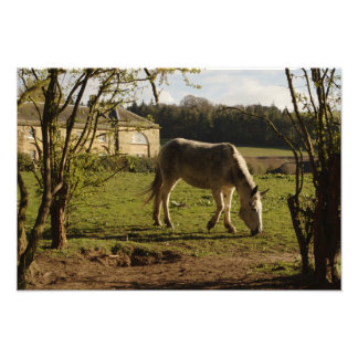 Gray At Tarvit Farm Photo Print