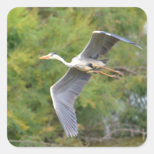 Gray bird heron in flight square sticker