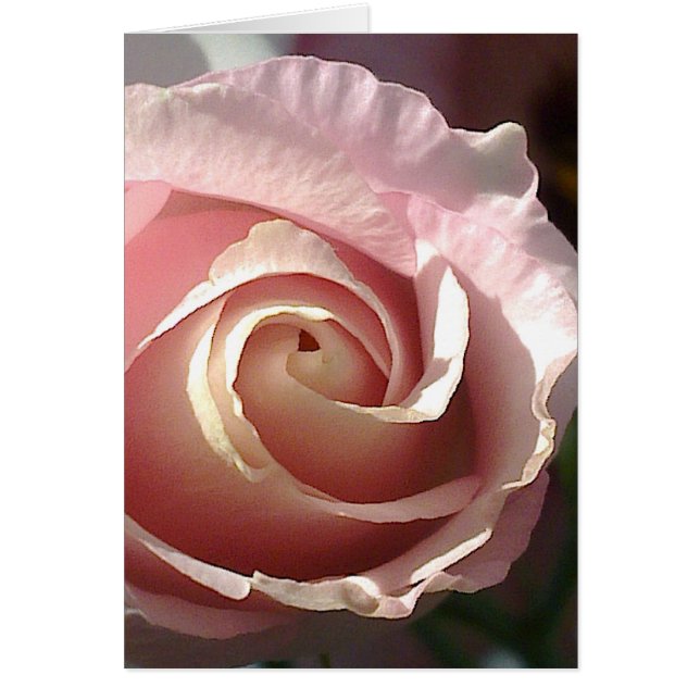 Gray card pretty pink rose (Front)