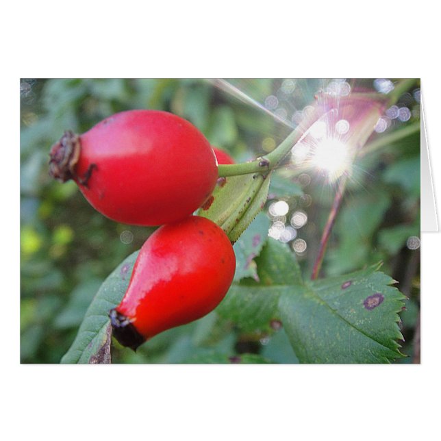 Gray card skirt with sunbeam, blanko (Front Horizontal)