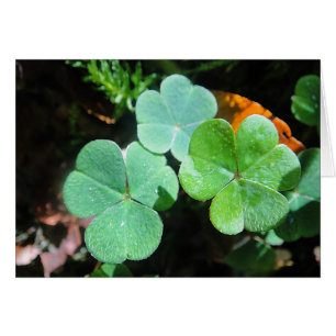Gray card three green clover leaves, blank