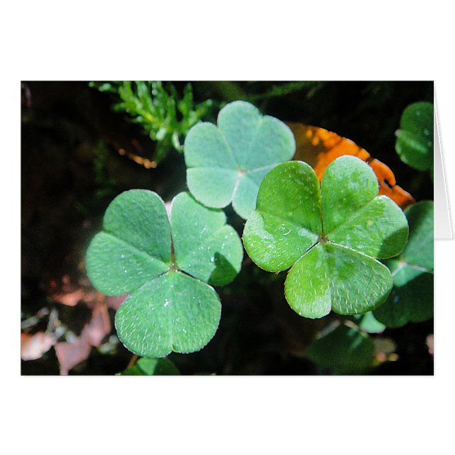 Gray card three green clover leaves, blank (Front Horizontal)