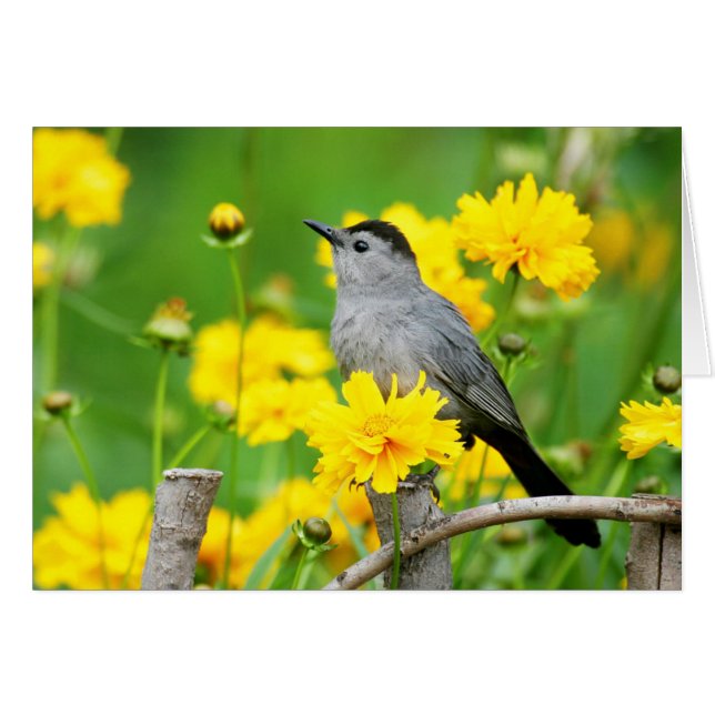 Gray Catbird on wooden fence (Devant horizontal)