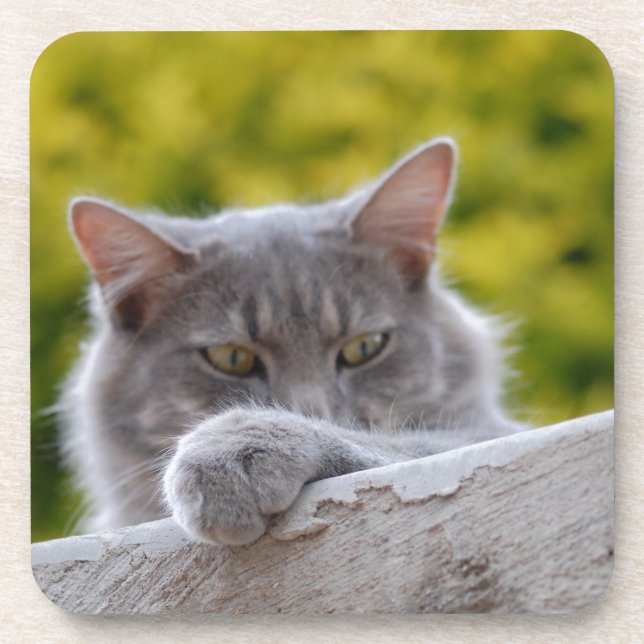 Gray Cats Paw Coaster (Front)