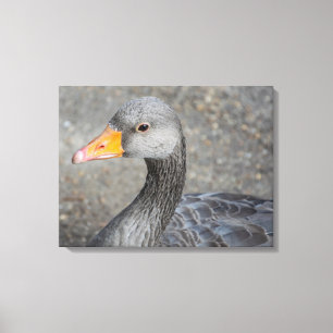 Gray duck up close canvas print
