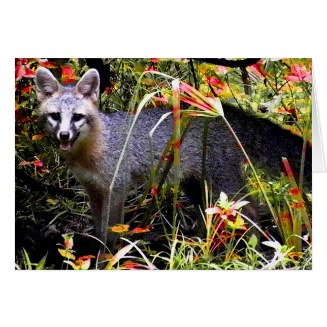 GRAY FOX UNDER TREE (Front Horizontal)