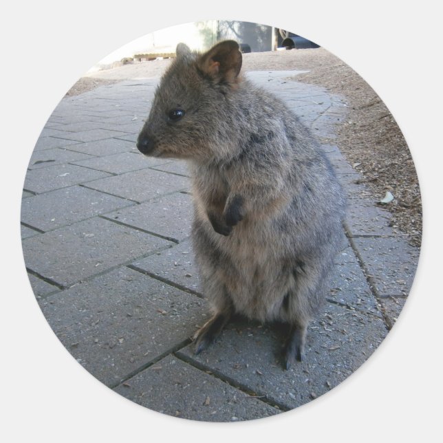 Gray Furry Australian Quokka, Classic Round Sticker (Front)