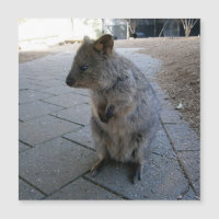 Gray Furry Australian Quokka, Magnetic Card