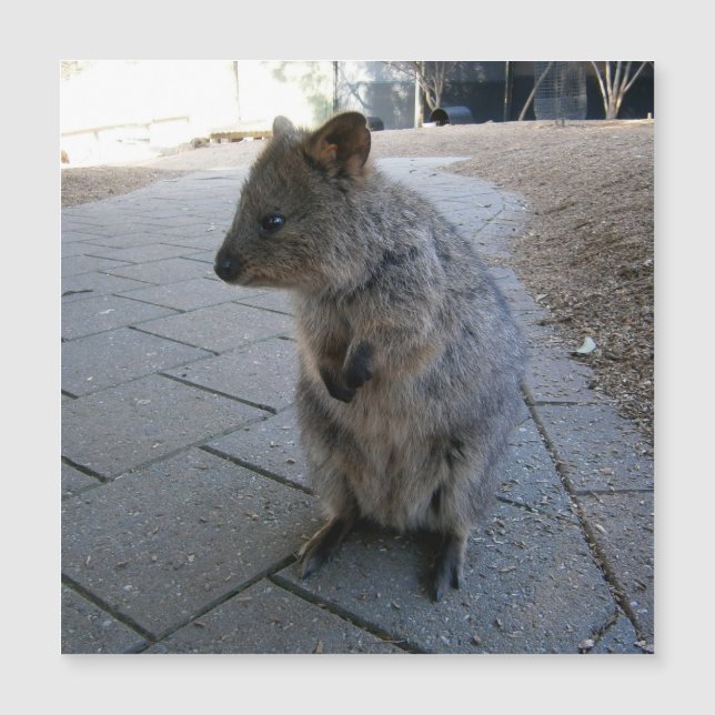 Gray Furry Australian Quokka, Magnetic Card (Front)