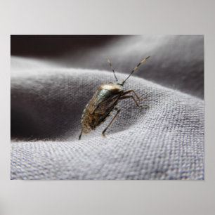 gray gardening buggy stink bug poster