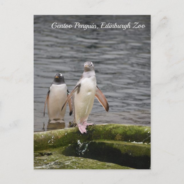 Gray Gentoo Penguin Edinburgh Zoo Scotland  Postcard (Front)