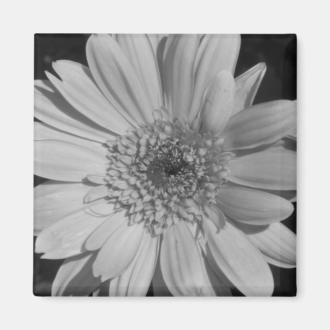 Gray Gerbera Magnet (Devant)