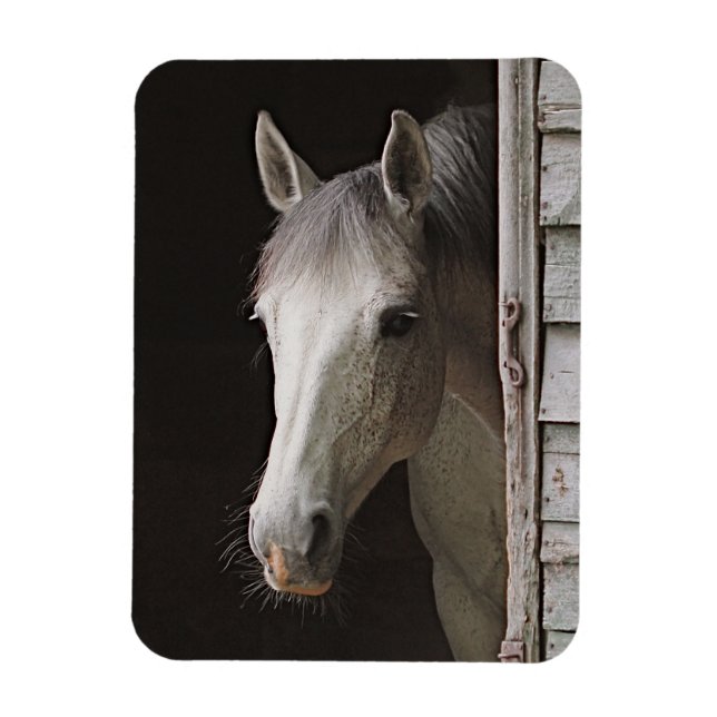 Gray Mare Magnet de cheval magnifique (Vertical)