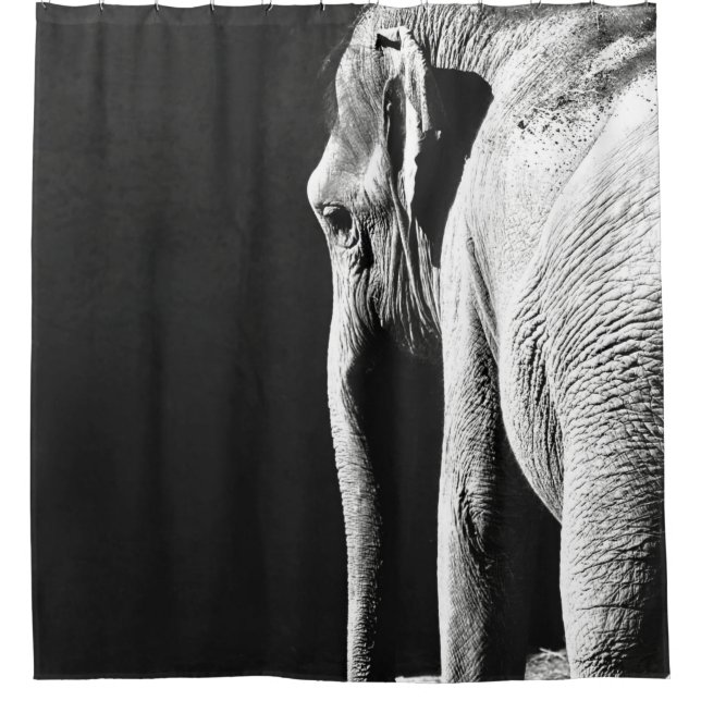 GRAY SCALE PHOTO OF ELEPHANT (Front)