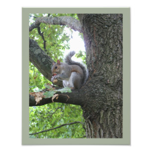 Gray Squirrel and nut Photo Print