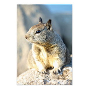 Gray squirrel, Monterey Bay, California Photo Print