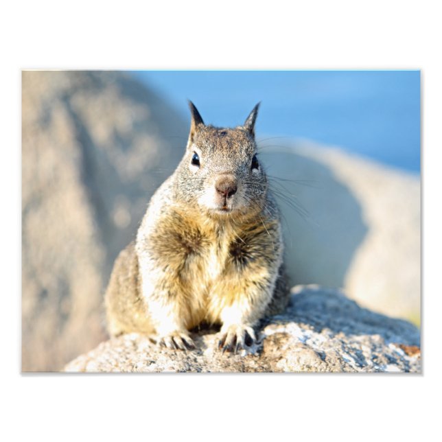 Gray squirrel, Monterey Bay, California Photo Print (Front)