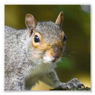 Gray Squirrel Photo Print