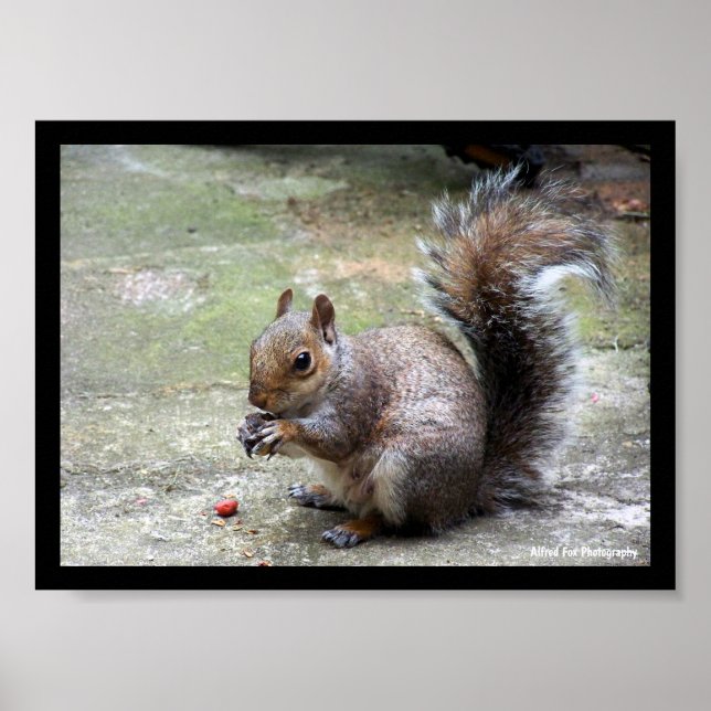 Gray Squirrel Portrait Poster (Front)