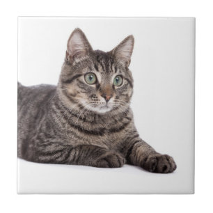 Gray Tabby Cat Tile