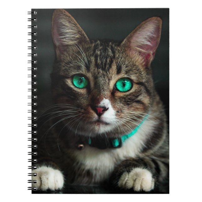 Gray & White Cat with Blue Eyes & Matching Collar Notebook (Front)