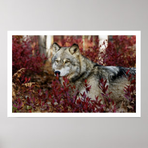 Gray Wolf Art Print Poster