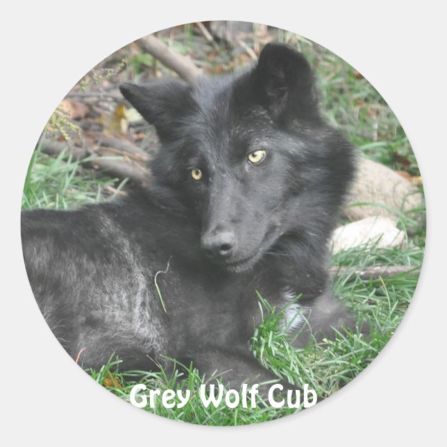 GRAY WOLF CUB Stickers de soutien à la faune (Devant)