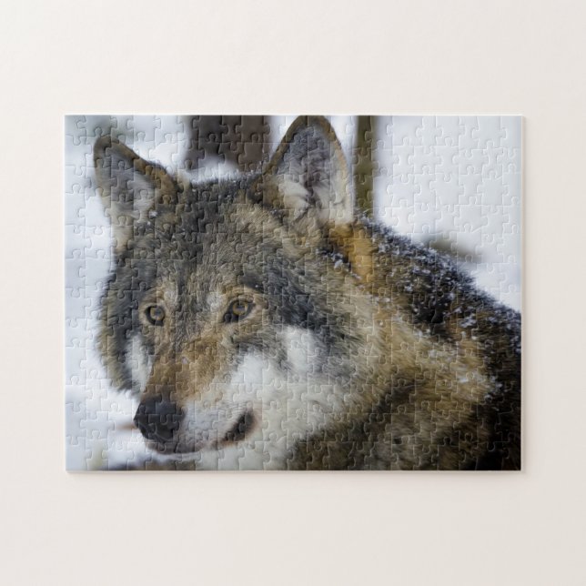 Gray Wolf, Jigsaw Puzzle (Horizontal)