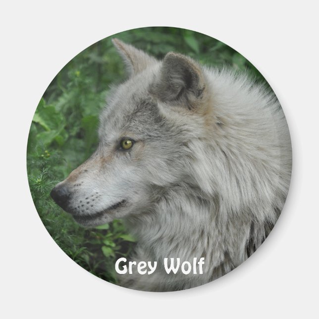 GRAY WOLF - Magnet photo de la faune (Devant)