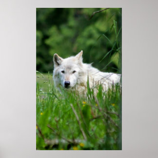 Gray wolf poster