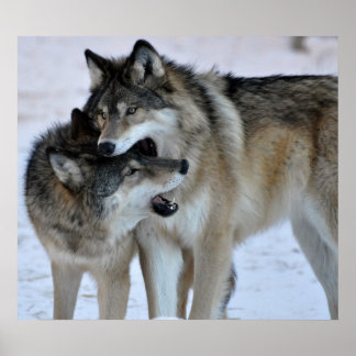 Gray Wolf Poster