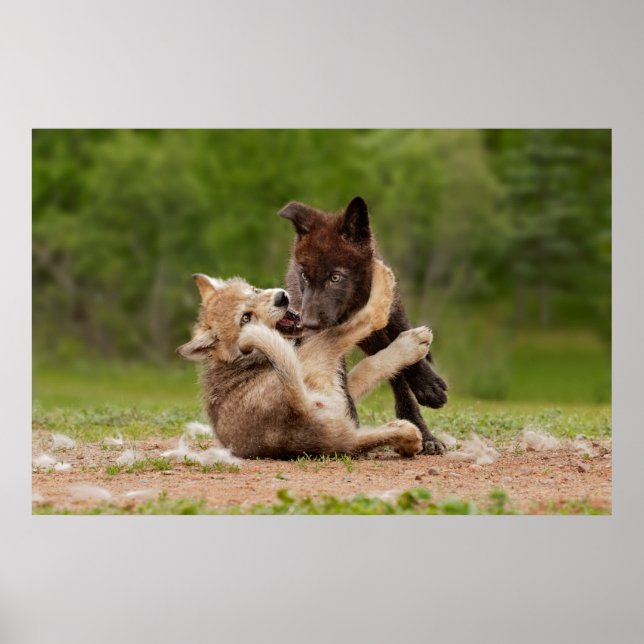 Gray Wolf Pups Wrestling Poster (Front)